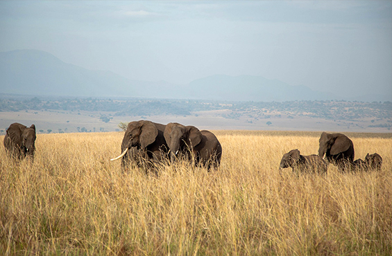 Uganda 03 Kidepo Valley Elefanten F Victor Job