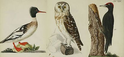 Der Ornithologe der Kunst: Johann Friedrich Naumann